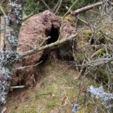 164862000_480431326492923_8509239036756575746_n