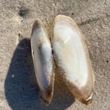 165444418_469241407845796_2095839359530531285_n