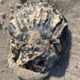 165482758_887575011813078_2899379544553906686_n